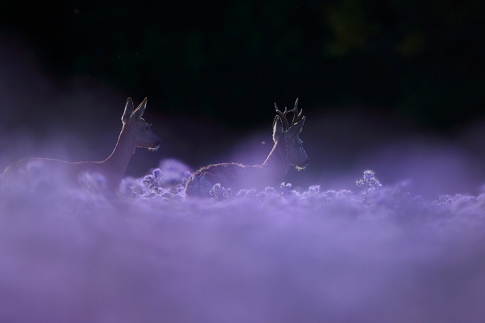 Őzikék a legelőn – wildlife photograph by András Kovács