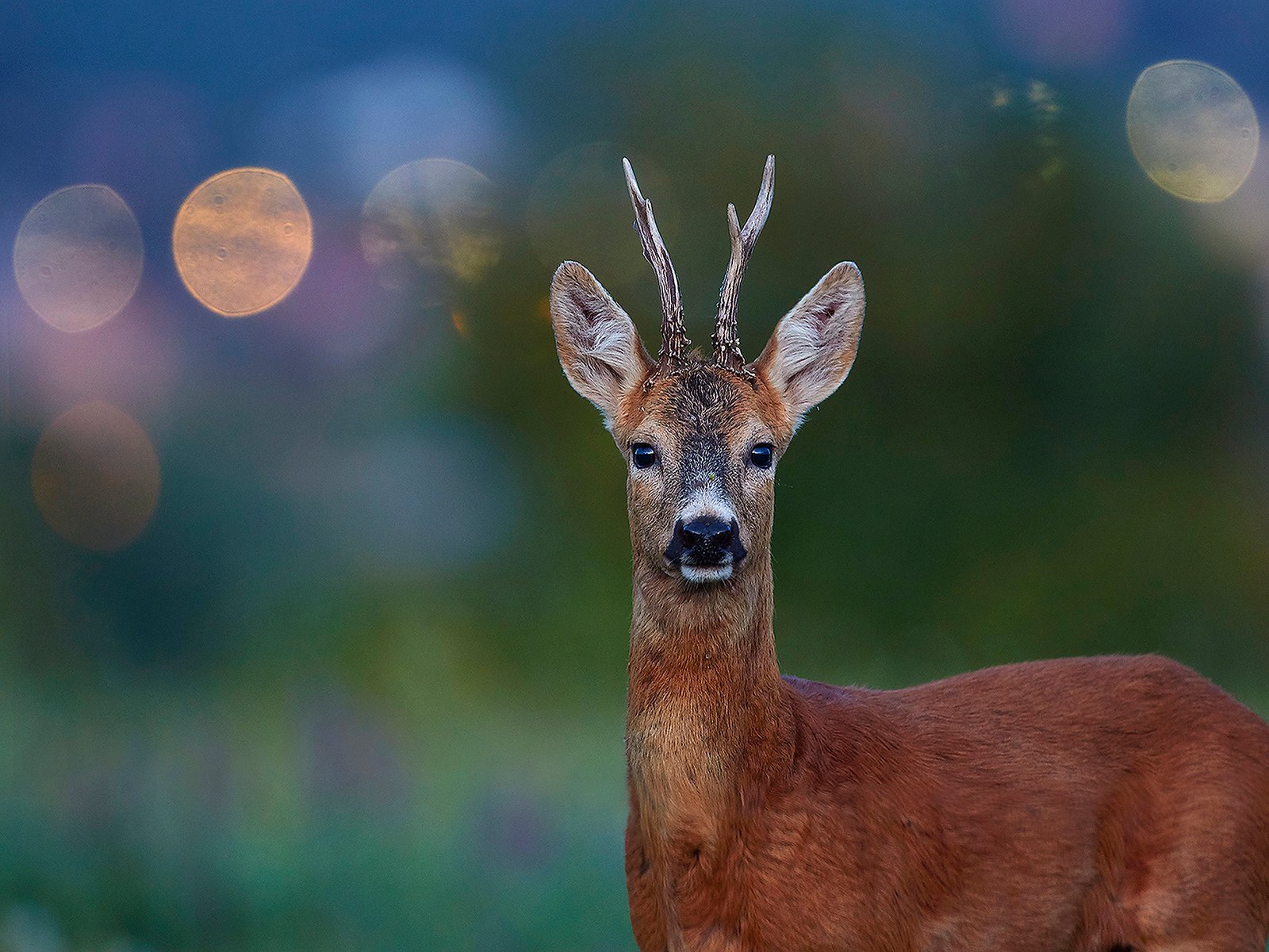 Őz a legelőn – wildlife photograph by András Kovács