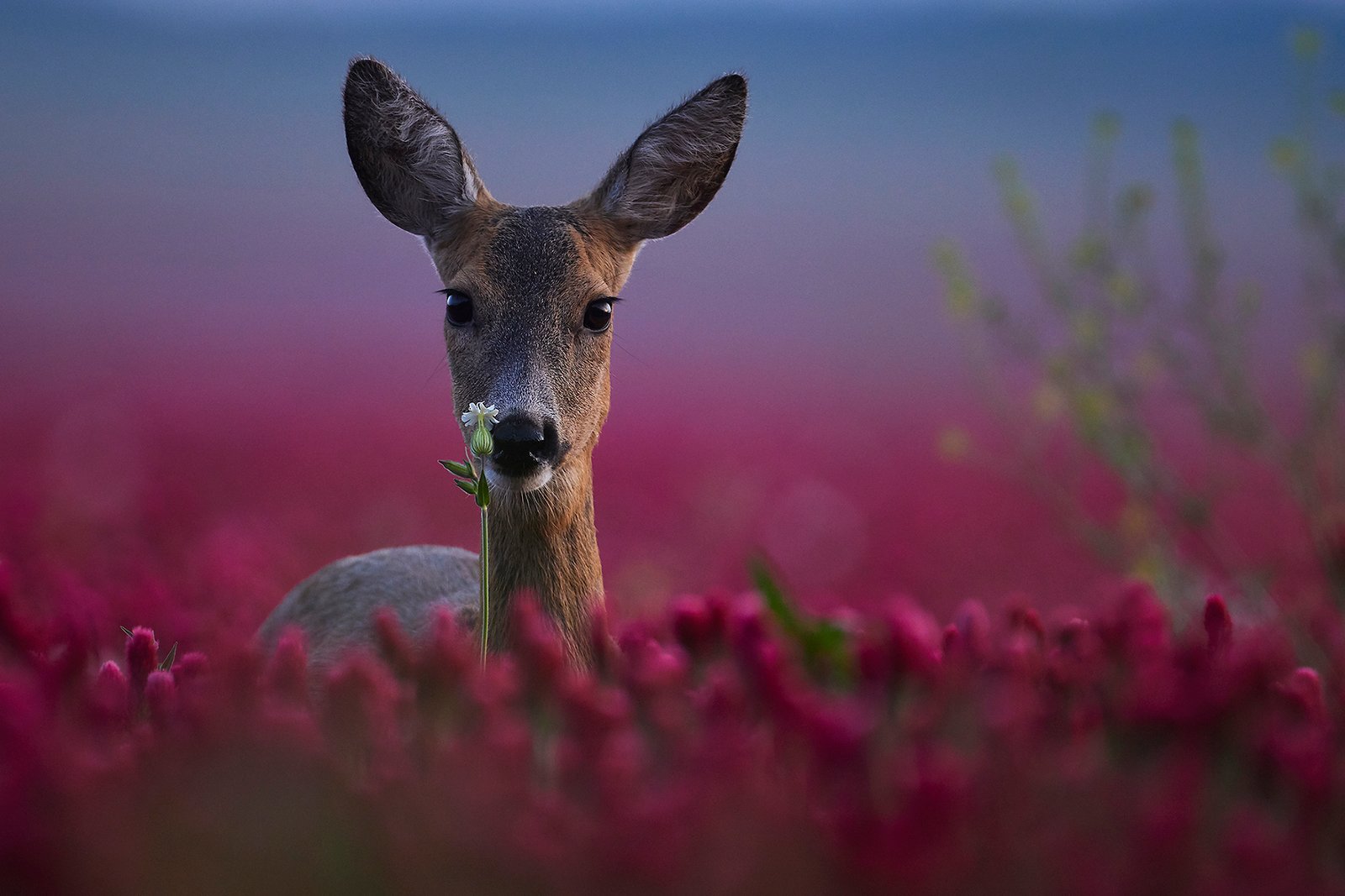 Őz - Wildlife Photography