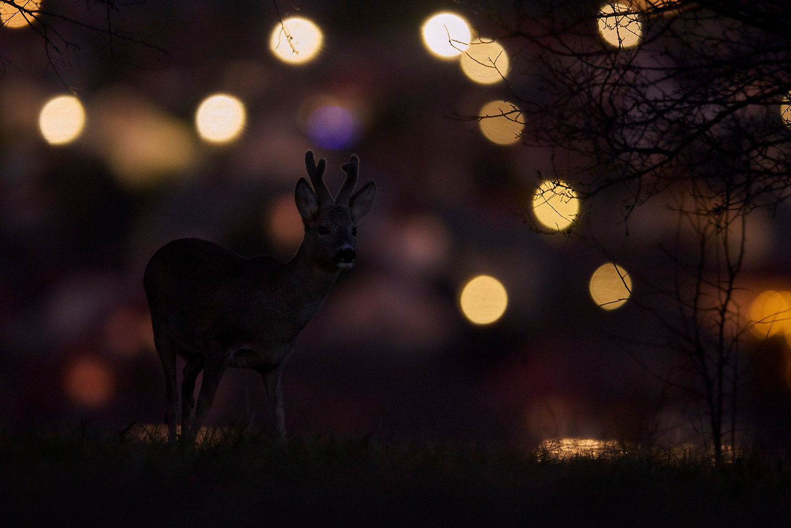 Őz Lozsántán hajnali fényekben Wildlife Photography